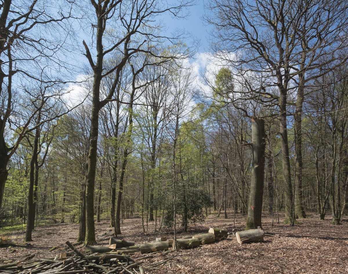 Plantation de mélèzes