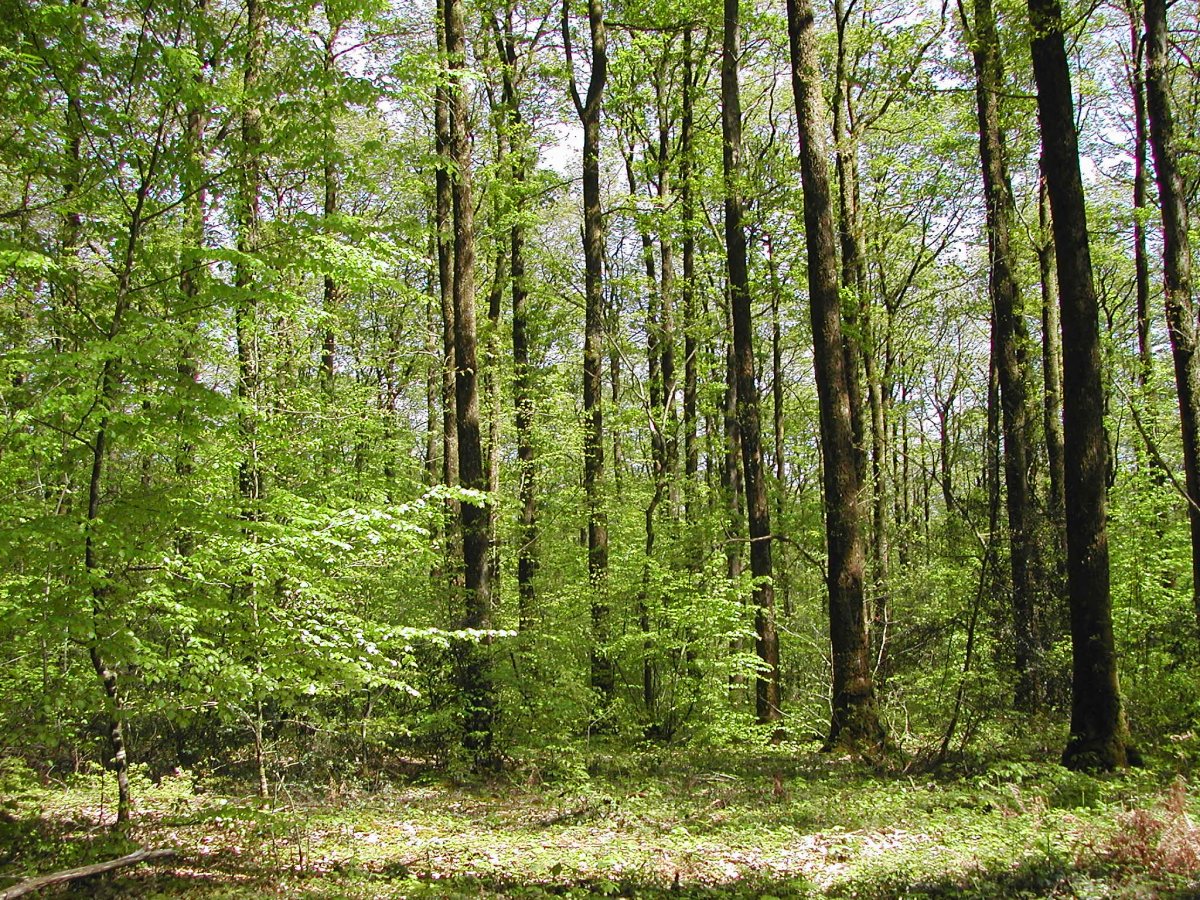reunion_forestiere_CRPFAuvergne